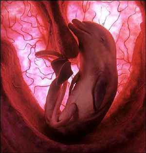 fotos -delfin en el utero